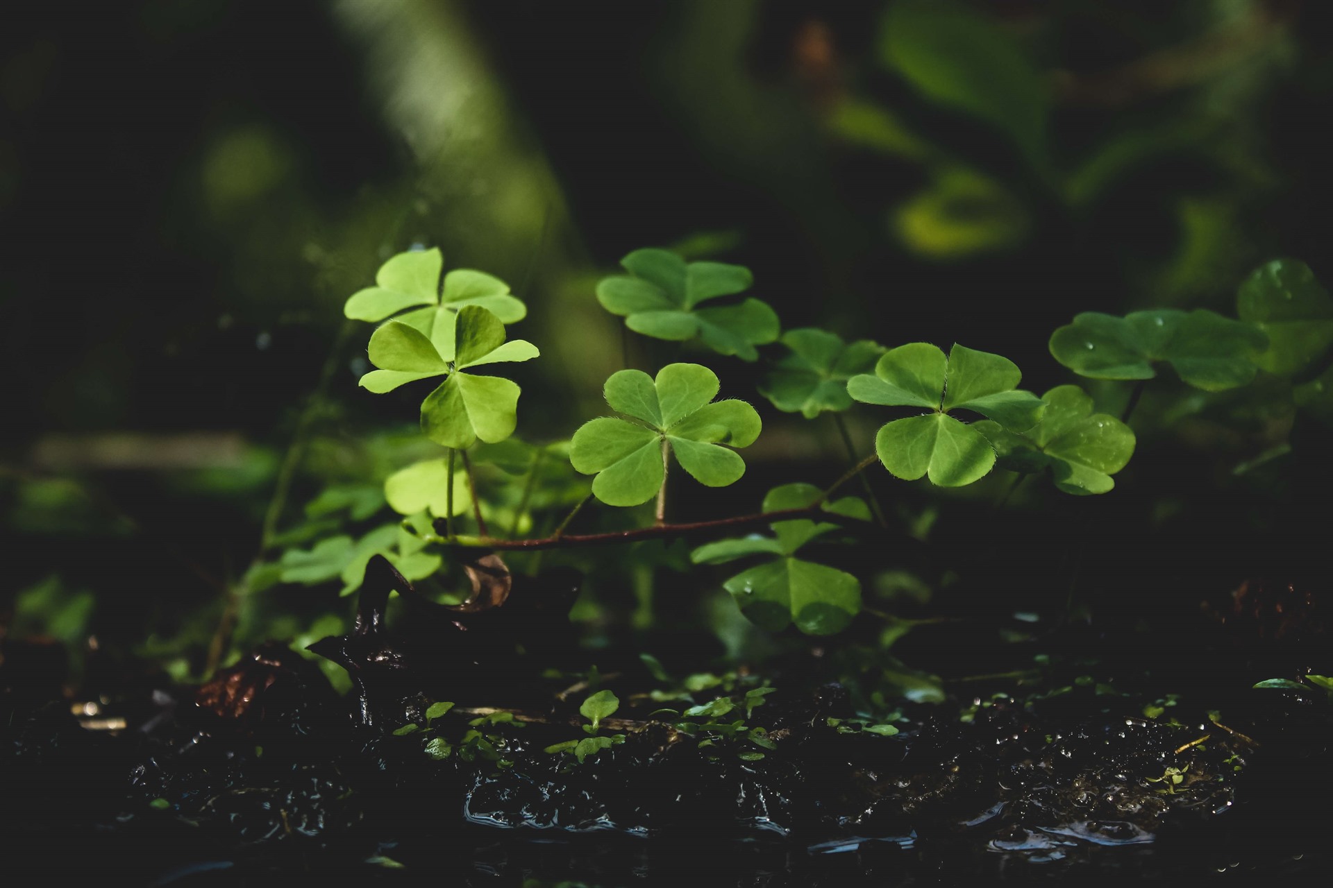 Skill vs. Luck