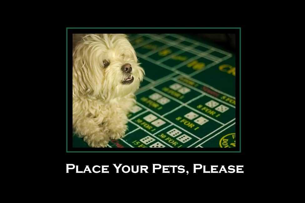 place your pets, please